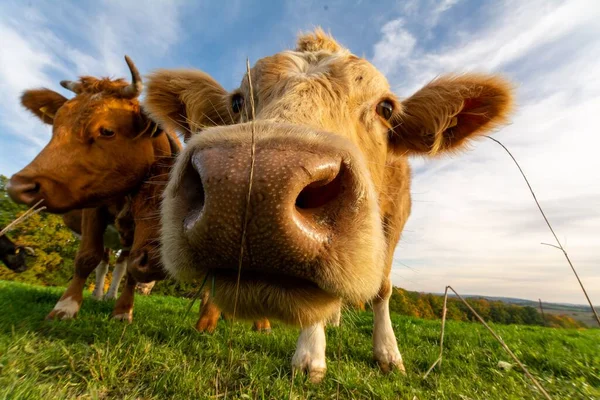 Primer Plano Ángulo Bajo Una Manada Vacas Olfateando Cámara Campo — Foto de Stock