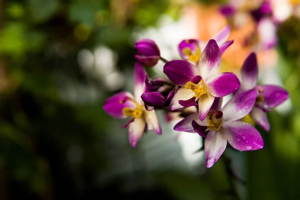 Zbliżenie Spathoglottis Plicata Kwiaty Ogrodzie — Zdjęcie stockowe
