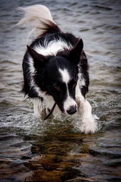 A vertical shot of a black and white border collie in water