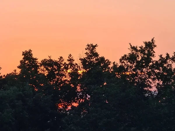 Красивый Снимок Силуэтов Лесных Деревьев Закатным Небом — стоковое фото