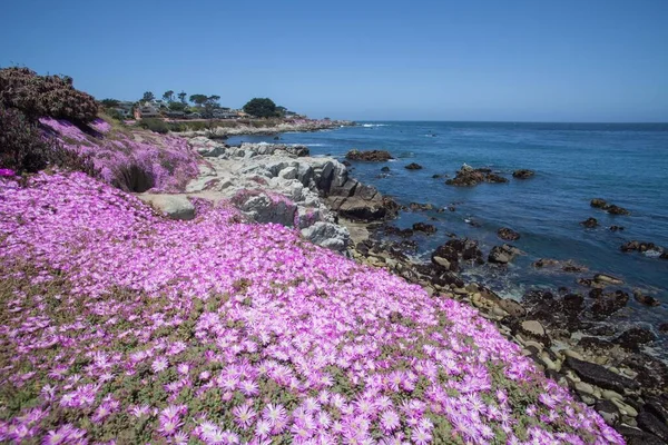 恋人のポイントとモントレーのビーチでのショウジョウバエの開花植物の美しい紫色のフィールド — ストック写真