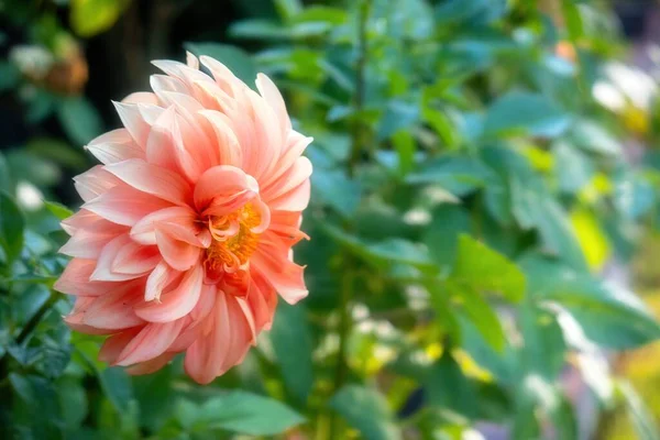 Zbliżenie Kwitnącego Kwiatu Dahlii — Zdjęcie stockowe