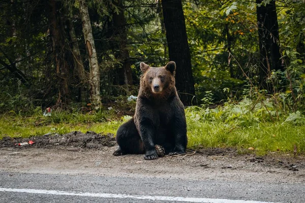 Urso Pardo Uma Floresta Perto Estrada Durante Dia — Fotografia de Stock