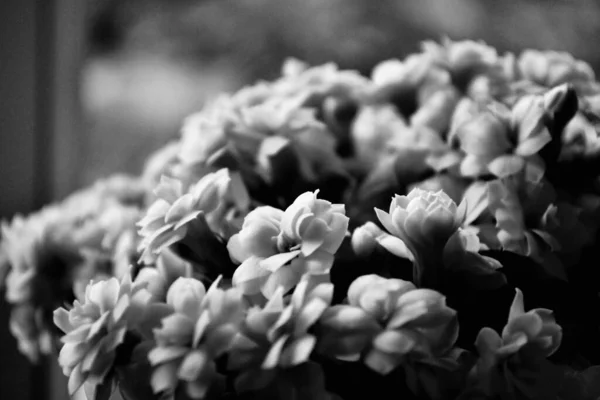 Eine Nahaufnahme Graustufen Von Kleinen Zarten Blumen Auf Dem Verschwommenen — Stockfoto