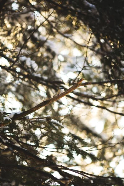 Colpo Verticale Uccello Cinghiale Appollaiato Rami Alberi Legno Ontario Canada — Foto Stock