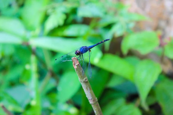 Closeup Shot Blue Dragonfly Wooden Stick — Stock Photo, Image