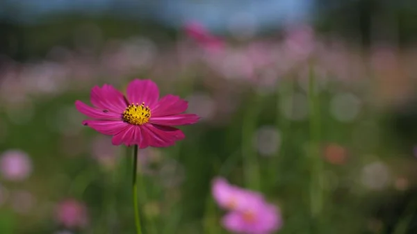 Una Hermosa Flor Campo Púrpura Con Flores Borrosas Horizonte —  Fotos de Stock