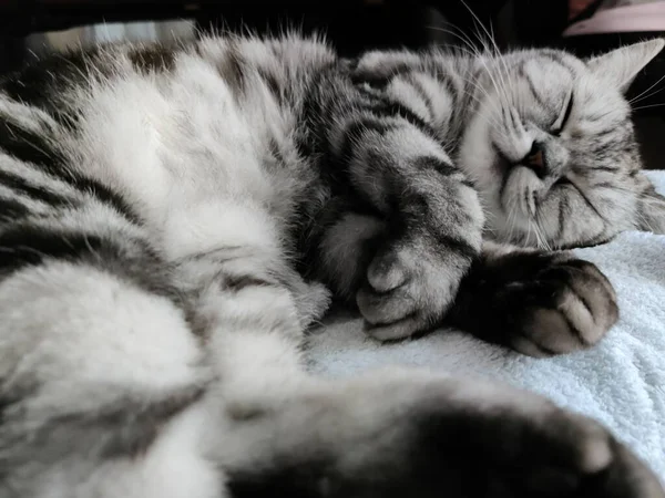 一只胖胖的猫睡在柔软的床上的特写镜头 — 图库照片