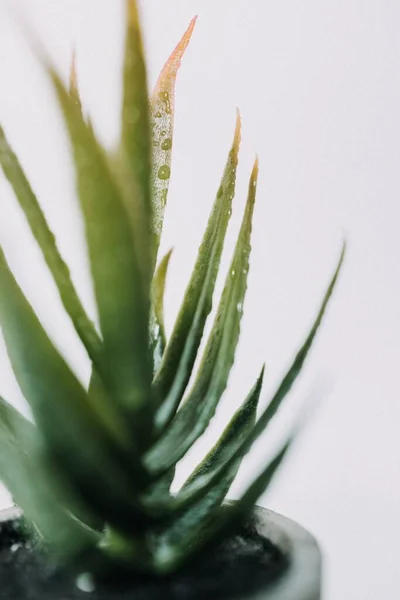 Vertical Shot Aloe — Stock Photo, Image