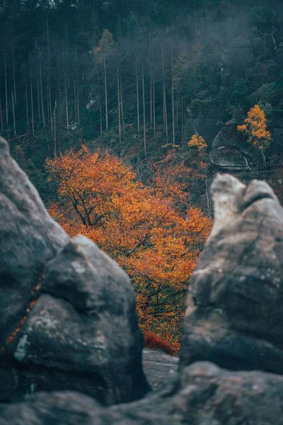 秋の森の垂直撮影 — ストック写真