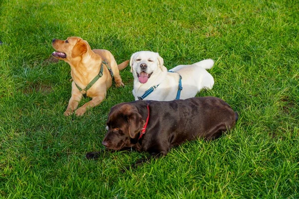 Three Cute Labrador Dogs Grass Royalty Free Stock Photos