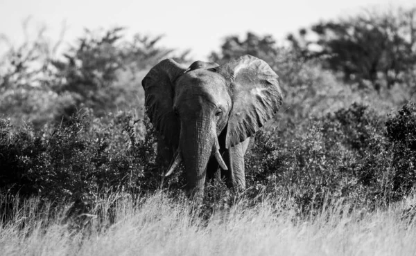 Skala Szarości Wielkiego Afrykańskiego Słonia Loxodonta Safari Drzewami Rozmytym Tle Obrazek Stockowy