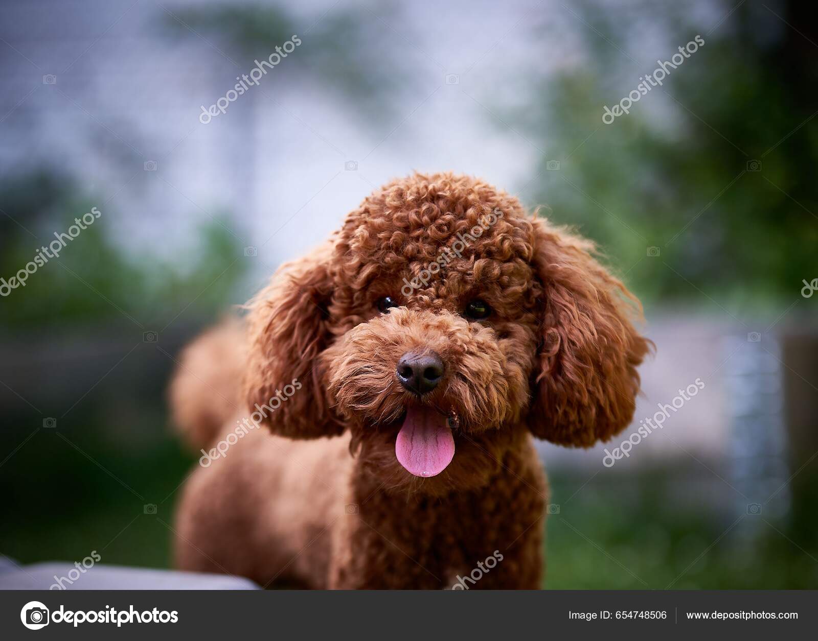 Portræt Yndig Brun Vandpyt — Stockfoto © wirestock_creators #654748506, image size:1600x1255