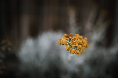 Bulanık bir arka planda yetişen bir tarlada yetişen gümüşi turpun seçici odağı