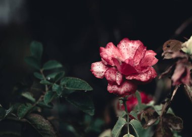 Koyu bahçedeki kırmızı Floribunda çiçeğinin seçici odak noktası. Güzel bir çiçek kağıdı.