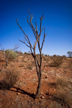Issız vadideki yıpranmış bir ağacın dikey görüntüsü.