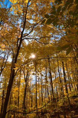 Kanada, Whitby 'deki güzel bir ormanın dikey görüntüsü.
