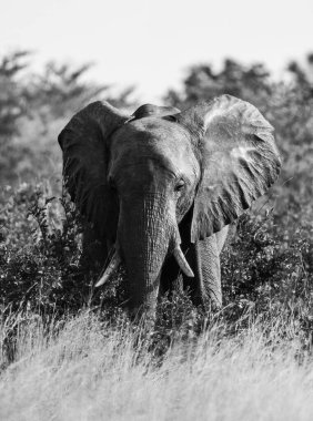 Büyük Afrika filinin (Loxodonta) bulanık arka planda ağaçlarla birlikte safaride gri bir pulu.