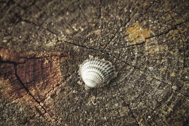 Vahşi doğada bir ağaç kütüğüne yerleştirilmiş, sıradan bir midyenin yakın plan çekimi.