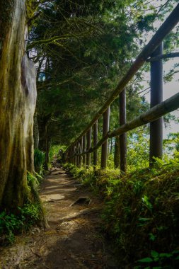 Boqueron Volkanı 'nın yürüyüşlerinden birinde bu yol var. Büyülü bir hikayeye benziyor.