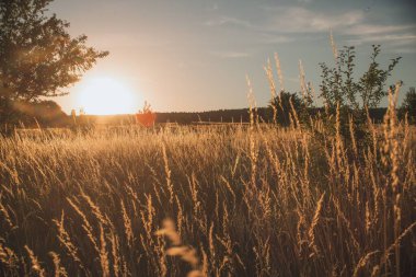 Çimlerle kaplanmış bir tarla manzarası ve güneş ışığı altındaki çalılar.