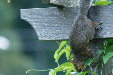 Doğu gri baş aşağı sincap (Sciurus carolinensis) gün içinde bitkilerle ahşap yüzey üzerinde