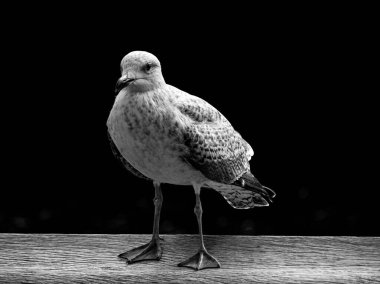 Ahşap zemin üzerinde duran Avrupa ringa martılarının yakın plan çekimi