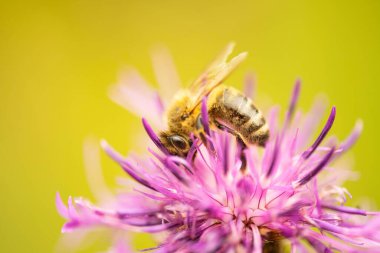 Devedikeni çiçeğinden nektar toplayan bir arıya yakın çekim.