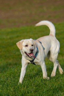 Çimlerin üzerinde yürüyen şirin bej bir Labrador.