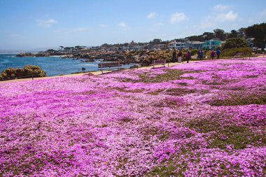 Drosanthemum 'un güzel mor tarlası Aşıklar noktasında ve Monterey sahilinde çiçek açıyor.