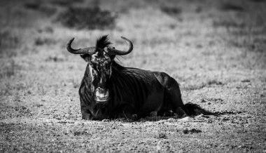 Bulanık arka planda safaride dinlenen bir bufalo (Bubalus bubalis) gri pulu.