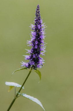 Bahçedeki Anise Hyssop 'un güzel manzarası.