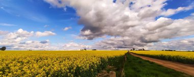 Mavi bulutlu gökyüzünün altında sarı çiçekli panoramik güzel bir manzara.