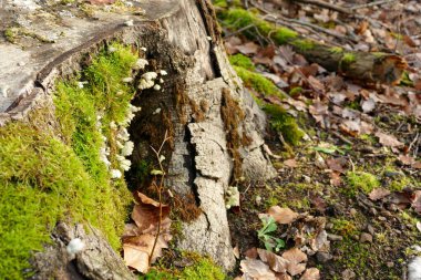 Ormandaki yosunlu bir ağacın yakın çekimi, yerdeki sarı yapraklar.