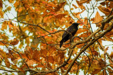 Gündüz vakti portakal yapraklı bir ağaca tünemiş olan grackle kuşunun (Quiscalus quiscula) düşük açısı