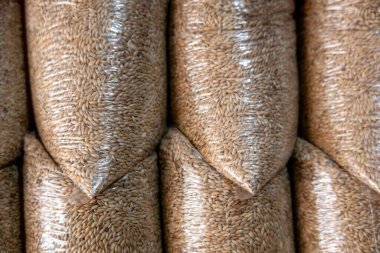 Kanarya çimi (Phalaris kanarya) tohumlarıyla dolu bir plastik torba yığını