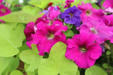 Pembe ve mor petunya çiçeklerinin yemyeşil yapraklı yakın çekimi.