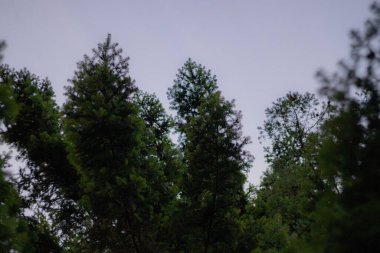 Ormandaki yeşil ağaçların güzel manzarası