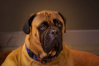 Evde güzel bir Bullmastiff manzarası var.