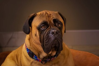 A beautiful view of Bullmastiff at home clipart