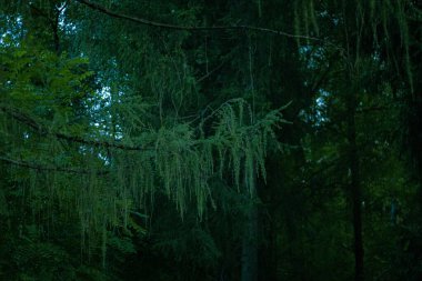 Ormandaki yeşil ağaçların güzel manzarası
