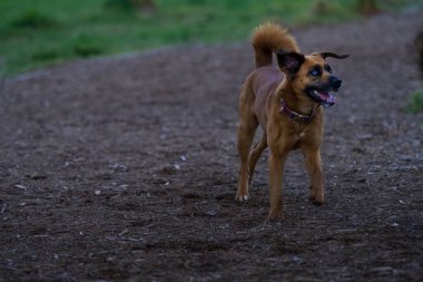 Tarladaki açık kahverengi köpek manzarası çok güzel.