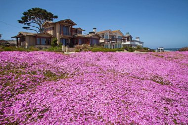 The beautiful purple field of Drosanthemum flowering plants in the Lovers point and beach in Monterey clipart