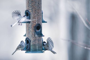 Beslenen ve oynayan kuşların güzel manzarası.