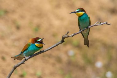 Bir ağaç dalında oturan bir çift Merops 'un yakın plan fotoğrafı.