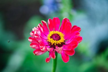 Bahçede güzel bir Zinnia manzarası