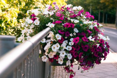 Petunia 'nın bahçedeki güzel manzarası.