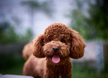 Sevimli kahverengi bir su birikintisinin portresi..