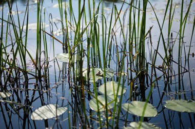 Güneşli bir günde, büyük yaprakların üzerinde dinlenen küçük bir kurbağa.