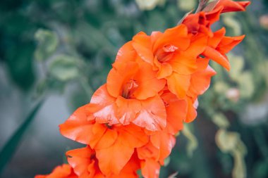 Gladiolus Hybridus 'a yakın çekim. Güneşin altında bulanık bir arka planda büyüyen bir bahçede.